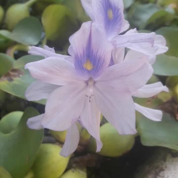 Eichhornia