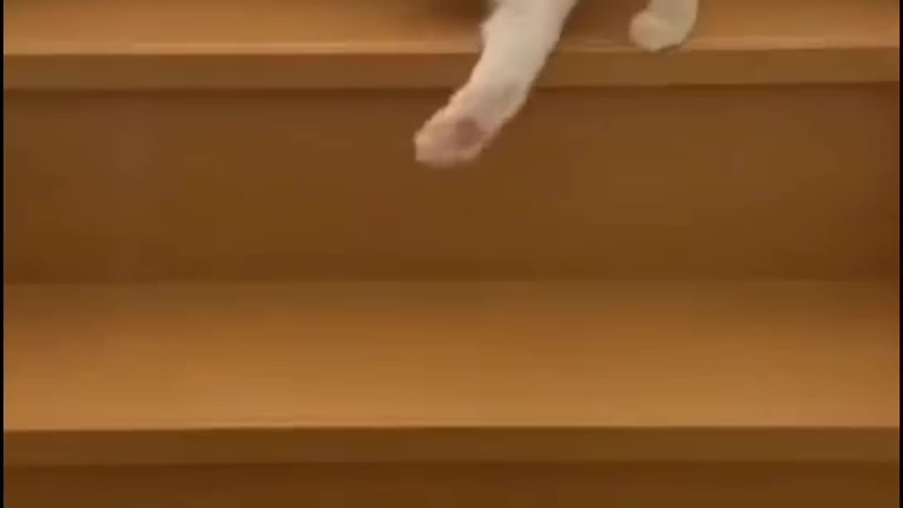 "Stairway Shenanigans: The Playful Prowess of a Curious Cat!"