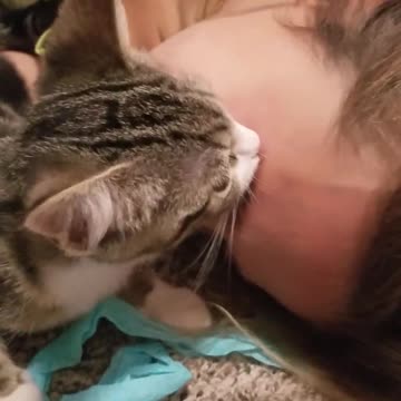 Adorable gatita llamada Sweetie confunde al ojo de su dueña con su mamá