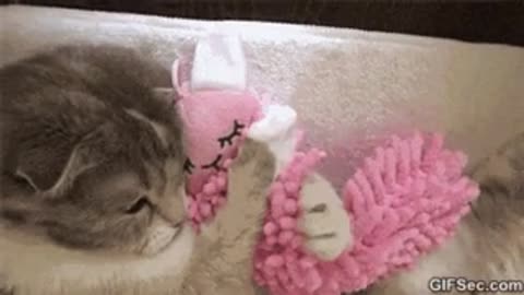 Cat sleep