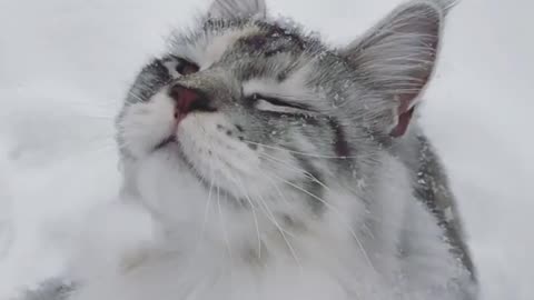 Snow kitty