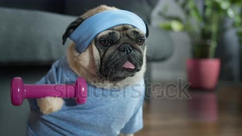 Dog funny workout
