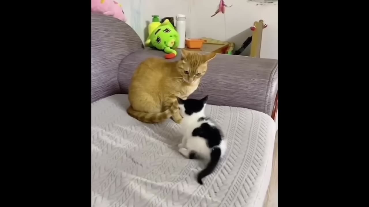 Funny cats