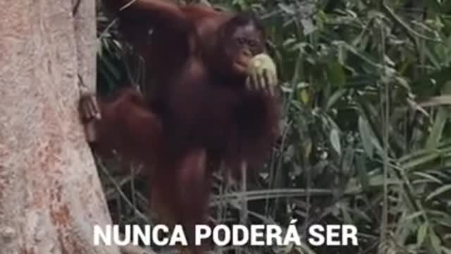 Ponto orangotango história