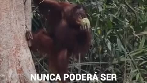 Ponto orangotango história