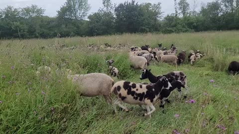 Grazing Spotted Knapweed