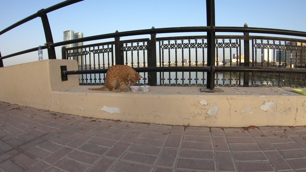 CHRIS MARTIN & MICHAEL JACKSON - Homeless cats in Ras Al Khaimah, UAE #ChrisMartin #MichaelJackson