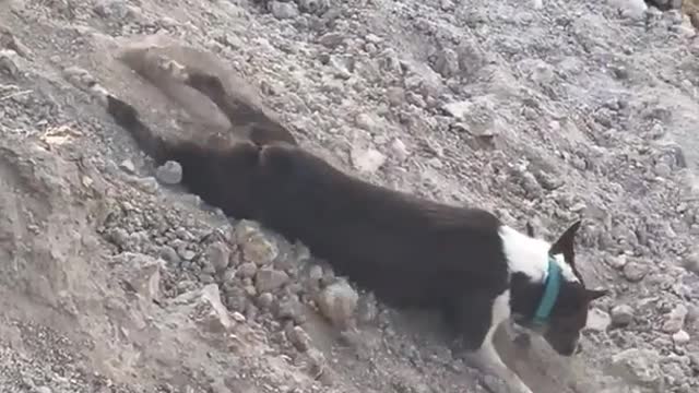 Black and white dog goes down dirt rock hill and then lays down and crawls the rest of the way