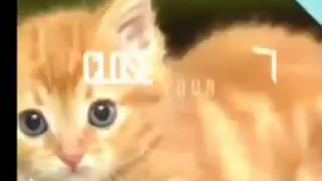 Baby Dogs.cute funny Dogs funny cats videos compilation\funny animals