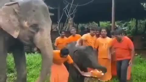 Elephant Birthday