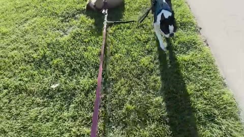 Boston Terrier Takes Lazy Friend For a Walk