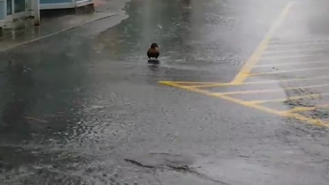 Duck Swimming in the Street