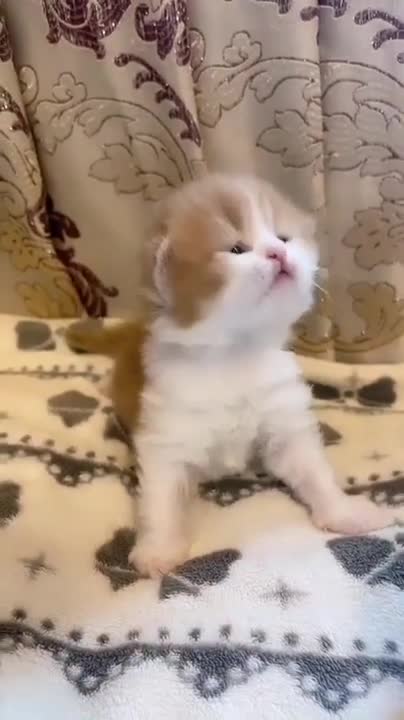 Time sleeping with cats is paradise, Caught lovely moments cat and the owner sleep together