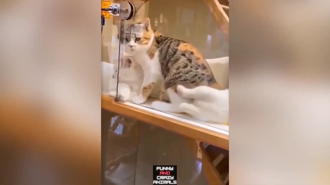 FUNNY ANIMAL VIDEOS #1 2024 🐈FUNNY ANIMALS😂