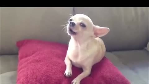 puppy barking