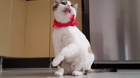 Funny cat