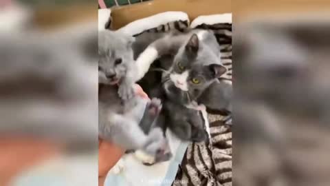 How well mother cat save her babys 🙀 🙀