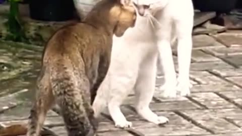 Some of the Best Funny Animal Videos