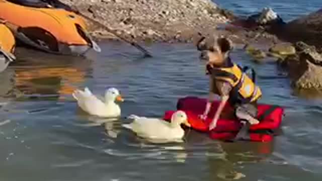 Mochi always tries to push Boo into the water