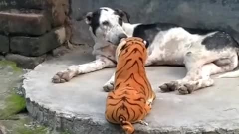 Funny tiger and dog