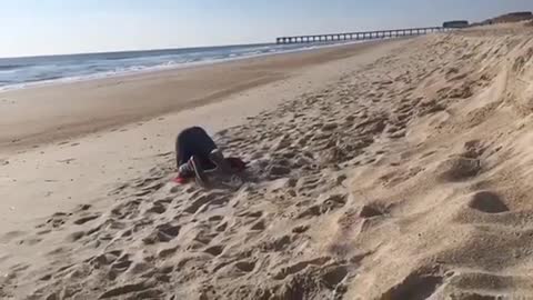 First Beach Flip Attempt Is Epic Fail, Second Is Epic Win