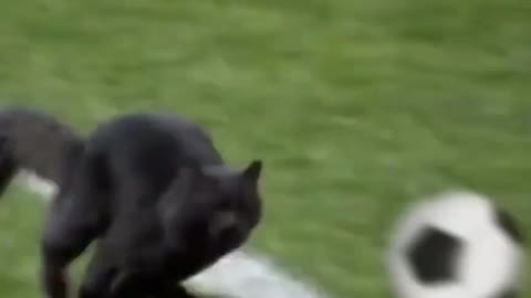 futbolr cat