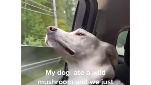 Baby Dogs - Cute And Funny Dog Videos