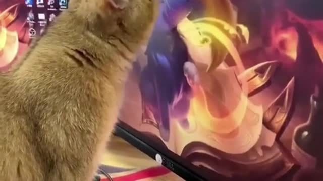 Funny Cat Licking Screen😂