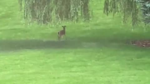 Tiny Deer Enjoys the Rain—Pure Joy in Nature! 🦌🌧️
