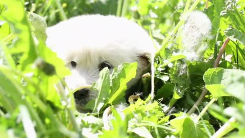 beautiful little golden retriever puppy in nature