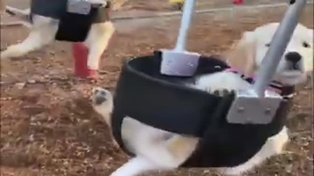 Best funniest Dog in the whole world 🤣🤣😂