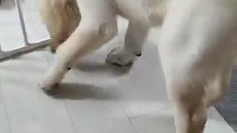 My cute retriever