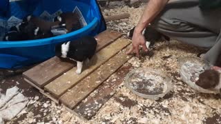 TERRA BYTES puppies Sunday, 21 days old
