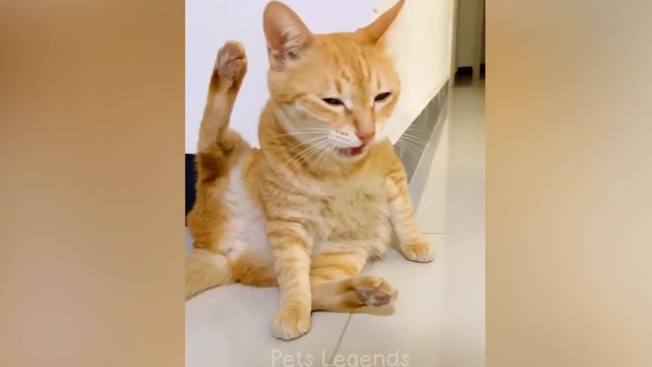 Funny cats moment