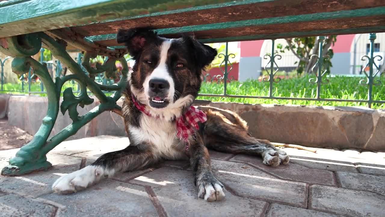 Funny dog lies under bench