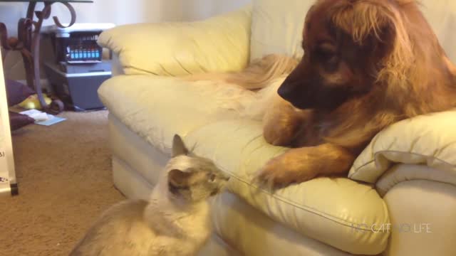 Cat is bitting the dogs paw funny reaction by the dog