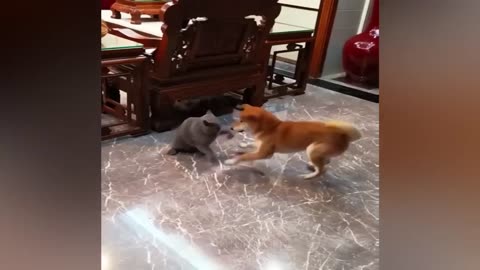 New Funny Videos 2023 😍 Cutest Cats and Dogs 🐱🐶 Part 230