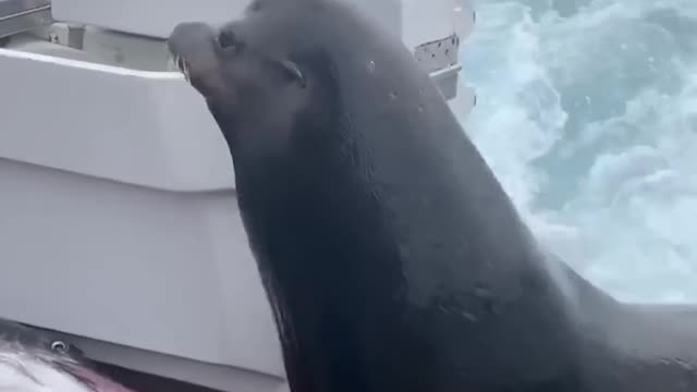 Sea Lion LEAPS onto Boat for Fish! #Shorts #Seals #Ocean