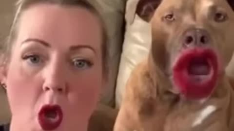 Funny dog video. Sheafard dog 🐶🐶