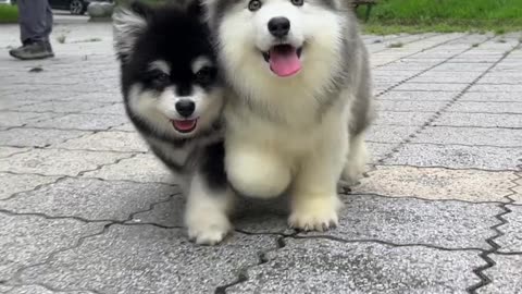 Cute puppies playing