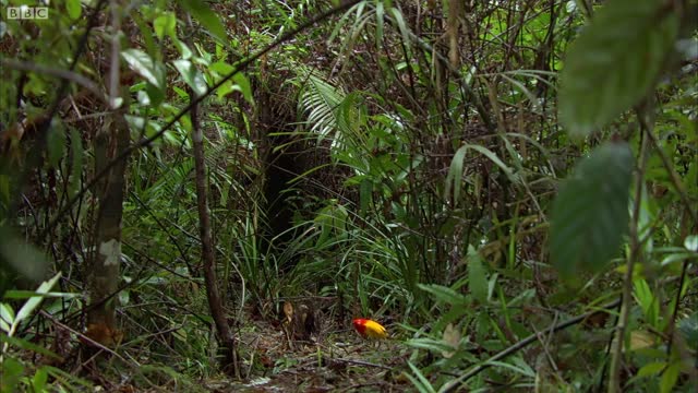 The Bowerbird's Grand Performance! | Life Story | BBC Earth