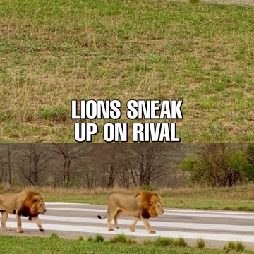 Lions Creep up on Rival Sleeping on Runway
