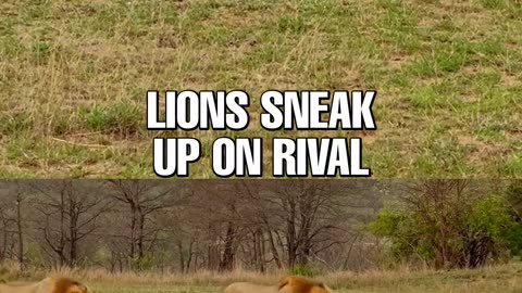 Lions Creep up on Rival Sleeping on Runway