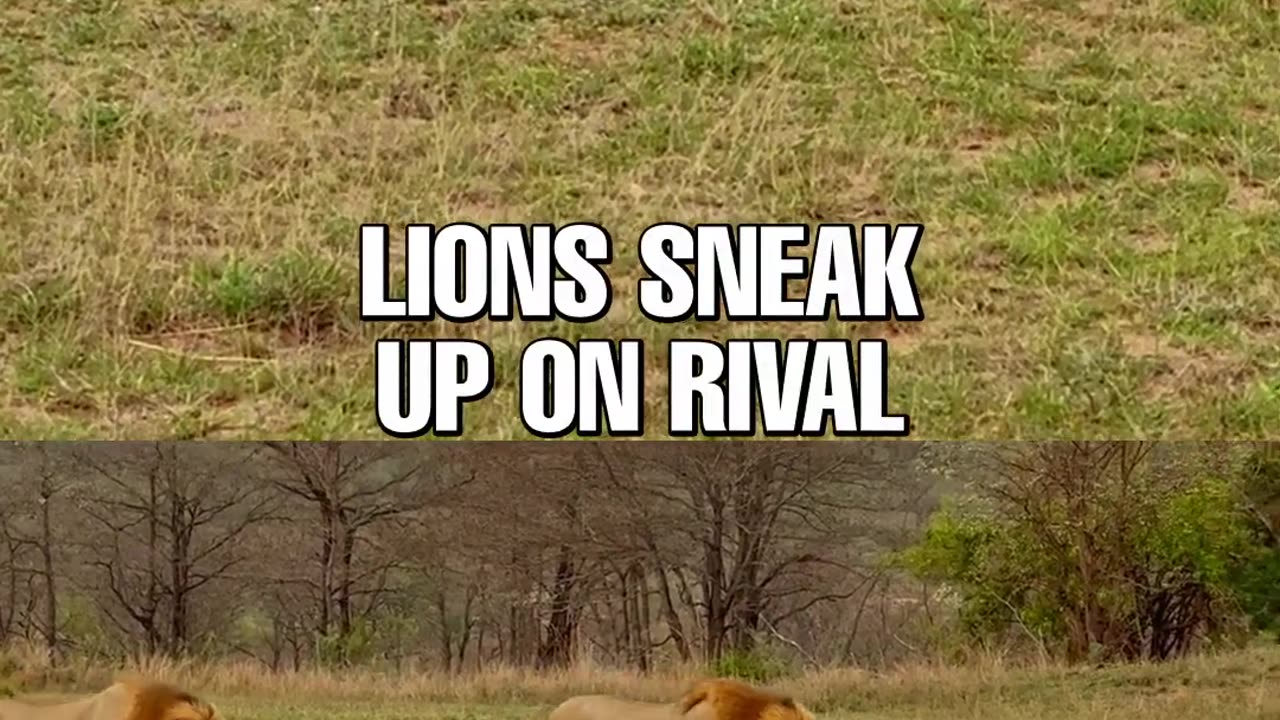 Lions Creep up on Rival Sleeping on Runway