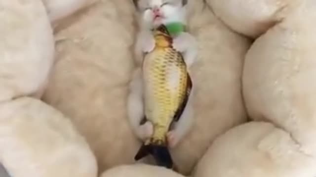 Baby Cats - Cute and Funny Cat Videos Compilation #34 | Aww Animals