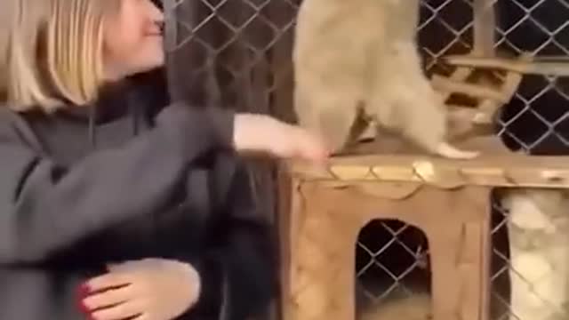 Smart And Funny Animals doing clever tricks