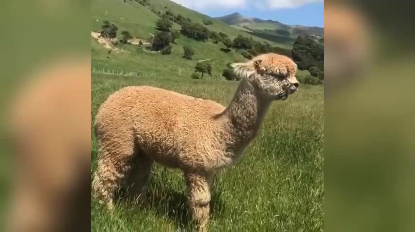 Leisurely Alpaca