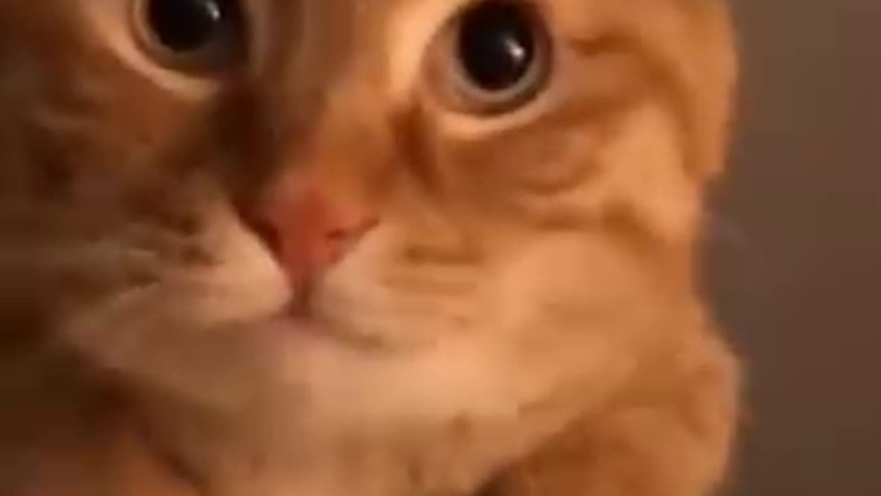 Furry Fun Cats Turn Playtime into Comedy Gold!