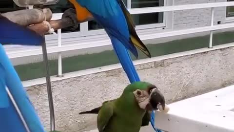 Parrots are eating and they are very cute and beautiful