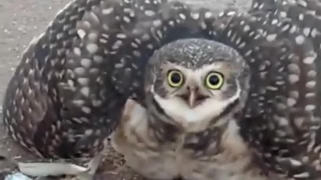 owl caught bat (hunger hit)